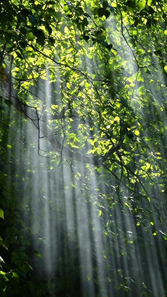 nature 1.1a nature 1.1a